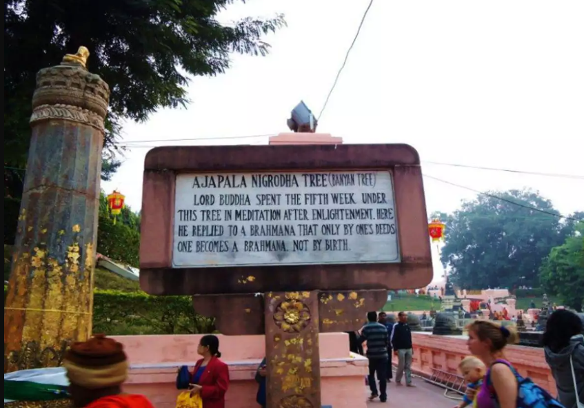 Ajapala Nigrodha Tree - Totoro Tree, Gaya, Bihar - Vushii.com Ajapala Nigrodha Tree - Totoro Tree, Gaya, Bihar - Vushii.com
